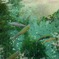 忍野八海