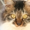 野良子猫