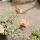 お花
