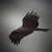 photograph of the bird.