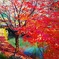 IMG_20201212_073609_128庄川水記念公園