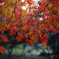 終の紅葉　#6