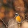 燃えるような紅葉と火の鳥のようなジョウビタキ