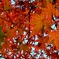 紅葉♪