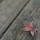  Bokeh ③