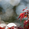 20201207125137__MG_5759