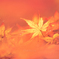いつかの紅葉