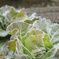 初霜の京野菜