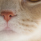 こじろう