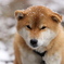 日光澤温泉の看板犬