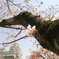 桜姫路城
