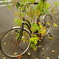 見捨てられた自転車