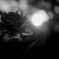 薔薇