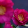 山茶花