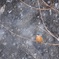 雪にも負けず