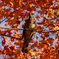 紅葉に映える