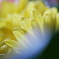 玄関の花