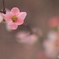新春