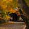 紅葉と門