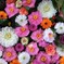 手水舎の花