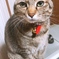 猫、無音、ストーブにて
