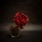 一輪の薔薇　NIKKOR-S Aut 50mm F1.4(初代)
