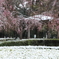 桜と雪景色
