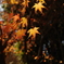 紅葉_高円寺