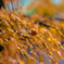 紅葉1