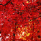 紅葉3