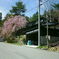 ちっぽけな桜