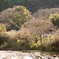 冬の川の景色