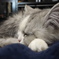 愛猫