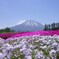 ひとんちの芝桜