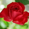 薔薇