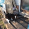 無人スタンドの看板猫