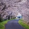 桜トンネル