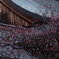 玄奘三蔵院　梅
