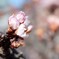 薄寒桜