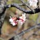 薄寒桜