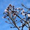 薄寒桜