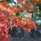 2020紅葉