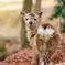 フワモフの可愛い子鹿ちゃん