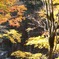 ある日の紅葉