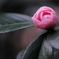 山茶花