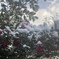 山茶花の雪化粧