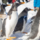 おたる水族館 ペンギン