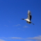 Red-crowned crane @tsurui village