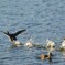 水鳥の飛び立ち