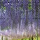 藤色の雨